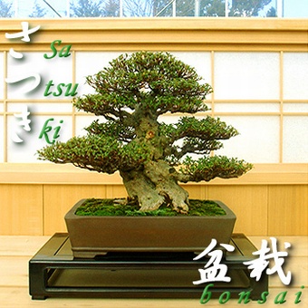 bonsai